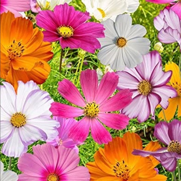 Meet your Posher! - Picture 1 of 1